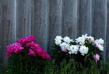 Fresh flowers on wooden background, flower border, floral background with place for text