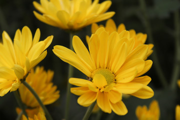 Yellow daisy flowers in the garden