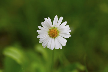Fototapeta premium Daisy in Turkey