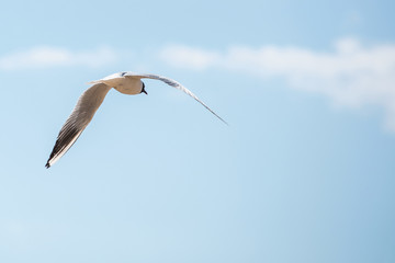 Seagull in flight and the blue sky