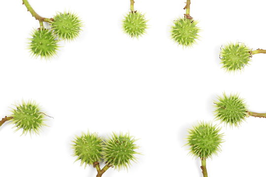 Young, green chestnuts isolated on white background, top view, frame and border