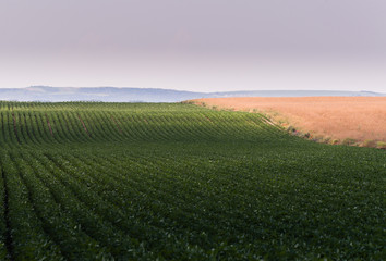 Fototapeta na wymiar Soybean fields ripening at spring season