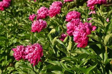 Red peonies in the garden. Blooming red peony.