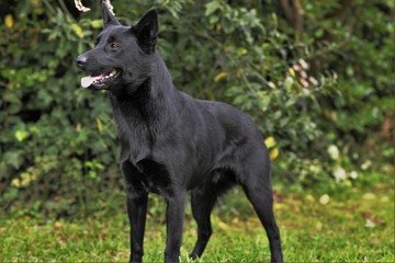 Australian Black Kelpie