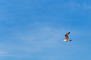view from the side of the seagull flying against the background of the blue sky