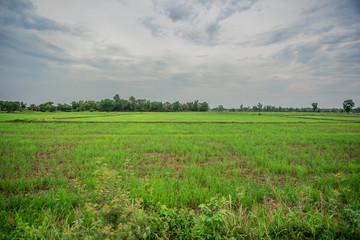 Rice field green grass blue sky cloud cloudy landscape background