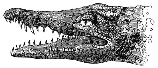 Obraz premium crocodile #vector #isolated - Krokodil
