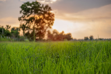 Rice field green grass blue sky cloud cloudy landscape background