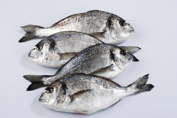 group of sea bream isolated on white
