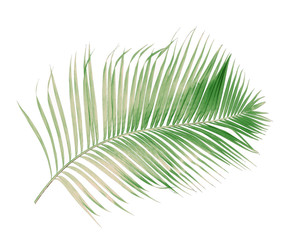 Obraz premium concept summer with green palm leaf from tropical . frond floral leaves branches tree isolated on white pattern background. flat lay, top view.