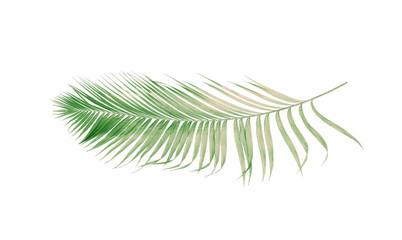 concept summer with green palm leaf from tropical . frond floral leaves branches tree isolated on white pattern background. flat lay, top view.