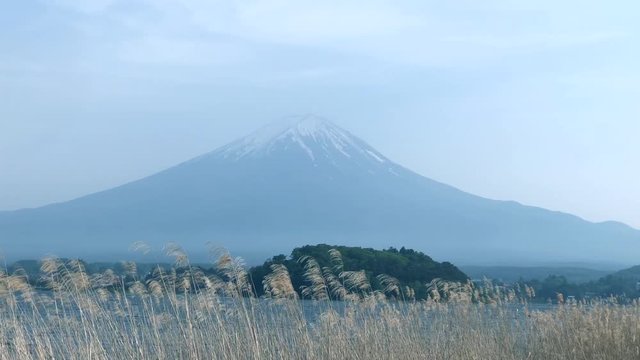 Mt. Fuji or Fujiyama mountain view from lake Kawaguchiko in summer with swaying dry grass, Fujikawaguchiko city, Yamanashi prefecture, Japan.