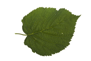 Fototapeta premium zielony liść na białym tle