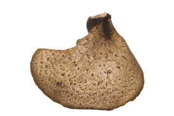 mushroom isolated on white background