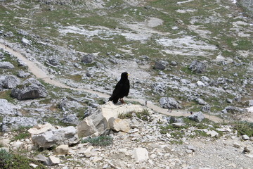 Obraz premium il corvo guardiano degli escursionisti delle come di lavaredo