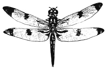 dragon-fly - odonata #vector #isolated - Libelle