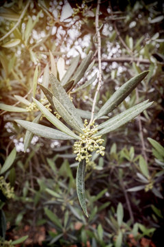 Detail of a branch of olive tree in flowering during spring, Andalusia, Spain