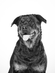 Black and white portrait of rottweiler dog.