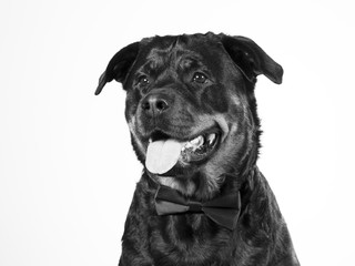 Fototapeta premium Black and white portrait of rottweiler dog.