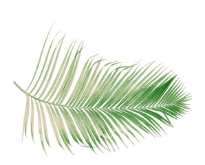 concept summer with green palm leaf from tropical . frond floral leaves branches tree isolated on white pattern background. flat lay, top view.
