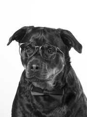 Black and white portrait of rottweiler dog.