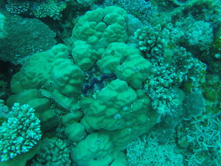 Clam