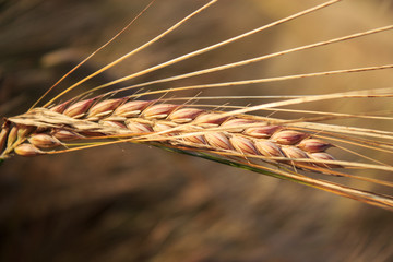 Ear of rye. Close-up.