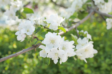 Blooming apple-tree