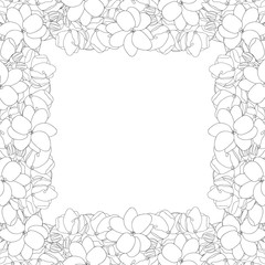 Arabian jasmine Outline Border on White Background