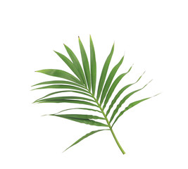 green leaf of palm tree isolated on white background