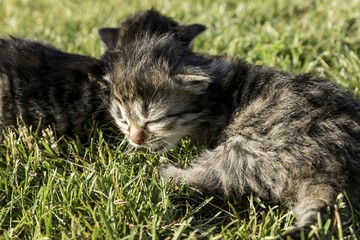 two little kittens playing on the lawn