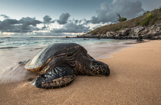A Peacefully Resting Turtle at Sunset in Hawaii
