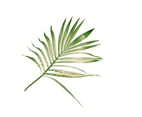 green leaf of palm tree isolated on white background