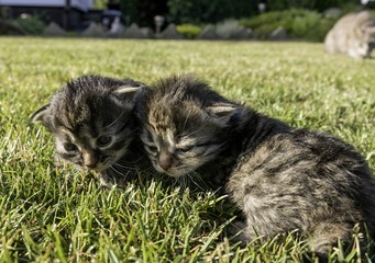 Naklejka na ściany i meble two little kittens playing on the lawn