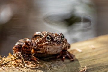 The common frog (Rana temporaria)