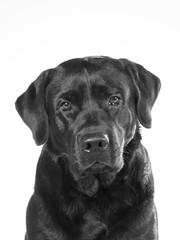 Fototapeta na wymiar Black and white portrait of a dog isolated on white. Copy space. Dog breed is a labrador.