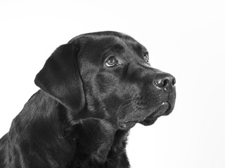 Black and white portrait of a dog isolated on white. Copy space. Dog breed is a labrador.