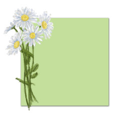Daisy Bouquet with Square Card for Text Space on Green. Chamomile Bunch Decorated Card for Prints, Invitations, Cards, Announcements, Advertising, Posters and other Printable. Romantic Floral Card.