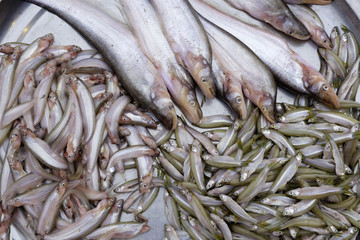 local fresh raw thai fish display on aluminum tray