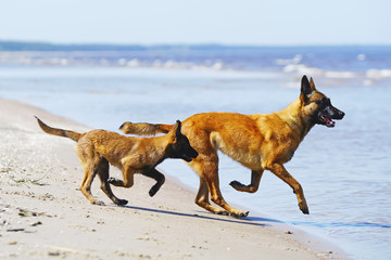 Fototapeta na wymiar Two happy Belgian Shepherd Malinois dogs (puppy and adult) running outdoors on a beach at the seaside