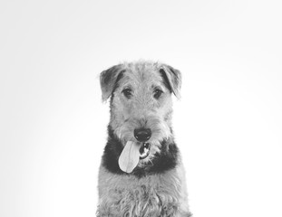 Dog portrait tongue out in black and white. Funny dog picture. Copy space. Airedale terrier isolated on white.