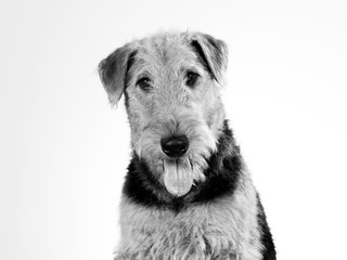 Dog portrait tongue out in black and white. Funny dog picture. Copy space. Airedale terrier isolated on white.