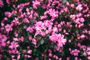 Blooming roses and buds on a bush in the garden