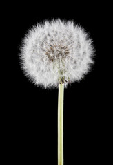 dandelions isolated on a black background