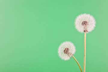 white, fluffy dandelions on a green background