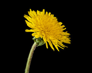 yellow dandelions on a black background