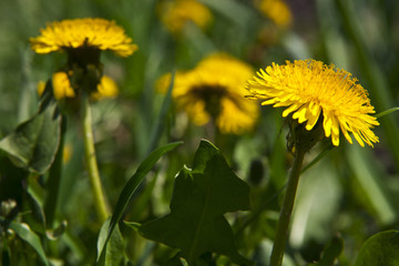 spring landscape yellow dandelion flowers in the grass