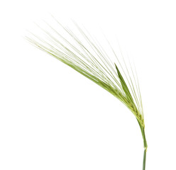 green spikelets isolated on white background