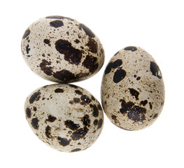 Obraz premium quail eggs isolated on white background