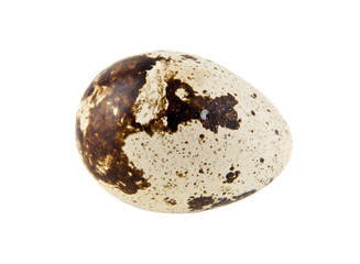 quail eggs isolated on white background